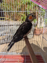 beautiful cockatiel parrot on perch