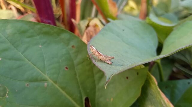 Brown Grasshopper Resting on Green Leaf in Natural Outdoor Environment