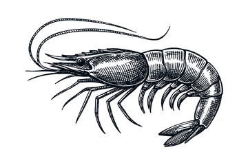 Vintage illustration of a shrimp or prawn in engraving style, detailed black and white drawing perfect for seafood and marine design themes.