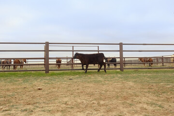 Texas ranch concept with calf in pen during branding, horses tied in background.