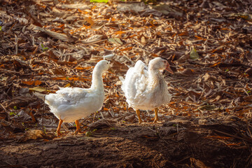 Beautiful two white goose in the garden.