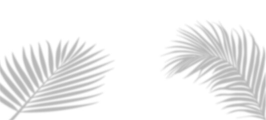 feather isolated on white background