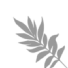 black and white leaves