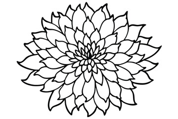Obraz premium Black and White Line Drawing of a Blooming Chrysanthemum Flower Illustration