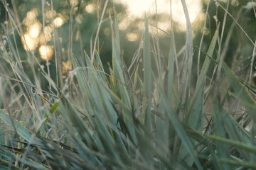 Yucca plant in Texas nature during sunset.