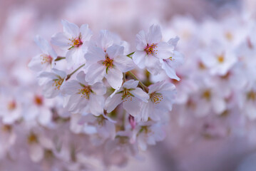 Japanese cherry Blossom (Sakura tree) spring season or hanabi season in japan, outdoor pastel color background