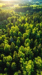 Obraz premium Aerial view of lush green forest, dappled sunlight filtering through trees