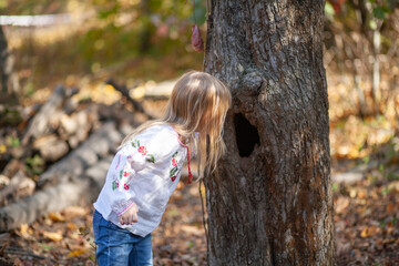 Curious Child Explores a Tree Hole in the Vibrant Autumn Woods on a Sunny October Day