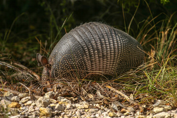 Nine-banded Armadillo Foraging in Natural Texas Habitat with Distinctive Banded Shell