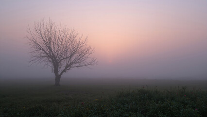 Obraz premium Bare Tree at Sunrise Through a Thick Mist