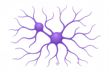Purple neurons connecting, representing brain activity, nervous system, and biological communication, transparent background