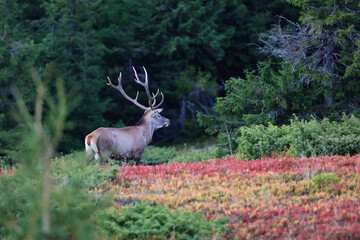 A large male of stag stay at the edge of large spruce forest in autumn after sunset during ruting season. Photographed after sunset in low natural light and high ISO.