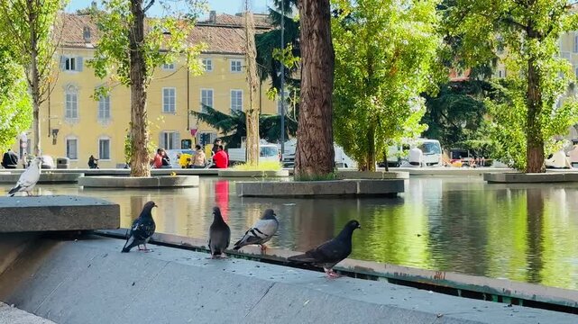 Parma, Italy, October 7, 2025
Pigeons near reflecting pool in Parma, Italy.  Urban wildlife scene with pigeons by the reflecting pool in the Italian city of Parma.  
Author: Djundiet A.