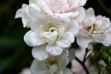 Detailed view of pristine white roses adorned with soft pink speckles and glistening water droplets, presenting a fresh and enchanting floral arrangement in a natural garden environment.