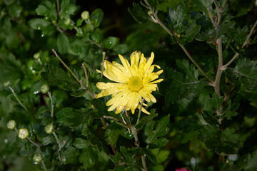 Detailed view of a single yellow chrysanthemum flower after a refreshing rain, with water droplets clinging to its petals and lush green foliage, emphasizing nature's delicate beauty.