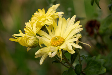 A close-up shot of a vibrant yellow chrysanthemum cluster in full bloom, showcasing intricate petal details and a radiant golden center against a softly blurred green backdrop.