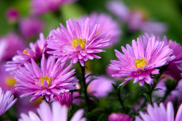 Detailed close-up of blooming purple asters, delicate petals highlighted with water droplets, showcasing floral beauty against a softly blurred green background, for floral and spring themes.