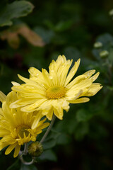 Close-up displays vibrant yellow chrysanthemums, adorned with delicate water droplets, set against a backdrop of lush green foliage, capturing nature's beauty and floral elegance in natural light.