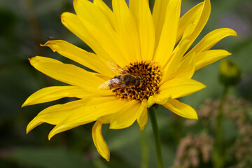 Macro shot revealing the intricate details of a radiant yellow flower in full bloom, adorned with a delicate fly resting gracefully on its petals, creating a captivating scene of natural beauty.