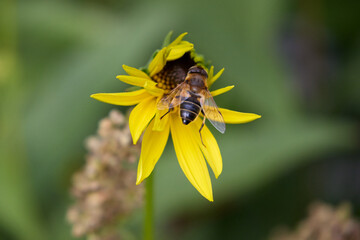 A detailed close-up captures a hoverfly on a yellow Rudbeckia flower, also known as black-eyed Susan, amidst a blurred green background, highlighting the beauty of nature and wildlife interaction.