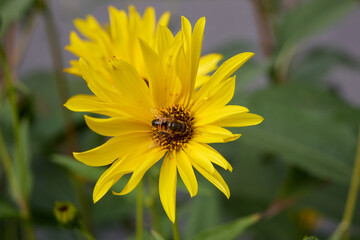 A captivating close-up captures a bee delicately perched on the radiant yellow petals of a daisy, set against a blurred backdrop, highlighting nature's intricate beauty and harmony.