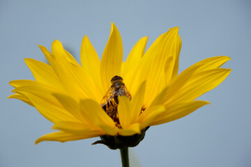 Captivating close-up of a bee immersed in the heart of a radiant yellow flower, highlighting the symbiotic relationship between flora and fauna, perfect for nature and environmental themes.