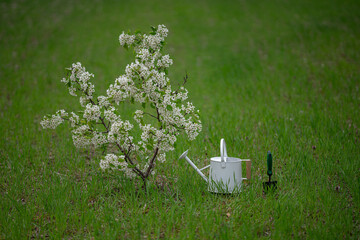 Watering can and shovel on garden. Spring planting tools. Garden tools on spring field. Gardening...