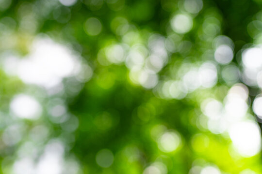 Green nature background. Summer spring background. Blurred green leaves background. Tree branch bokeh background. Leaf backdrop.
