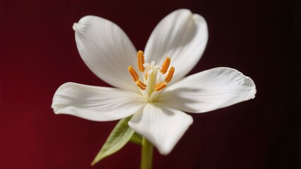 Fototapeta premium Delicate White Flower Red Background