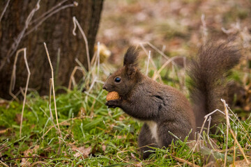 Red squirrel (Eurasian red squirrel or Sciurus vulgaris), from the family Sciuridae, searching for raw nuts during the winter.