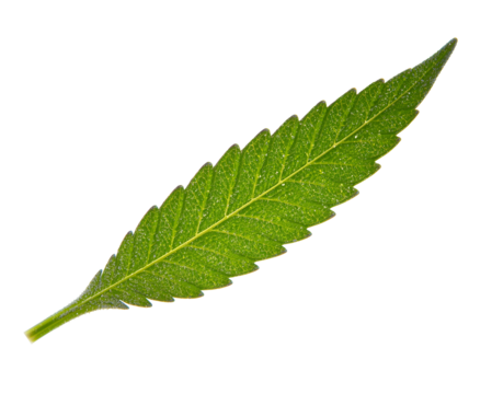 Captivating close-up of a vibrant green leaf adorned with water droplets against a clean field