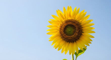 Naklejka premium Single Sunflower Bloom