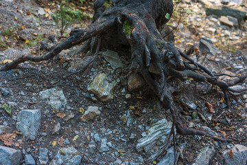 Earthy Tones, old tree roots and stones, close up on the ground.