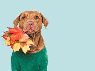 Cute dog, knitted wool sweater and autumn yellow leaves. Isolated background. Close-up, indoors. Studio shot. Pet clothing. Concept of care, education and training pets