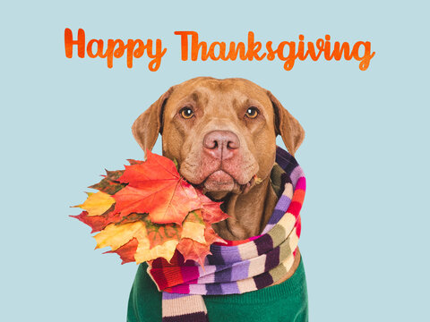 Happy Thanksgiving. Cute dog, knitted wool sweater and autumn yellow leaves. Congratulatory inscription. Close-up, studio shot. Congratulations for family, friends and colleagues. Pets care concept - Powered by Adobe