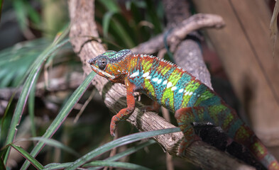 Vibrant Chameleon Perched on Branch