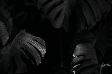 Bold modern and abstract background of dark tropical monstera leaves with a high-contrast graphic shadow pattern.