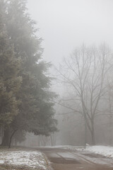 Winter and foggy forest in Bulgaria.