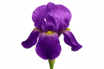 Purple bearded iris flower blooming, showing soft petals and yellow details, isolated on transparent background