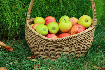 Fresh ripe apples in wicker basket and fallen leaves on green grass outdoors
