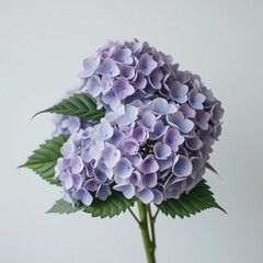 Obraz premium Close-up of delicate pastel pink hydrangea cluster with intricate petal veins and soft water droplets, exuding freshness and elegance in gentle natural light. AI generated. 