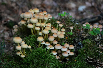 a colony of small brown and yellow mushrooms growing out of a bed of green moss and wood