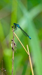 Fototapeta premium Azure damselfly perched on twigs