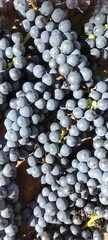 Freshly Harvested Dark Grapes Ready for Winemaking in an Outdoor Vineyard During Early Autumn