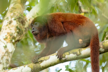 Photography of howler monkeys (Alouatta) in the trees of the Amazon rainforest of Madre de Dios, Peru.