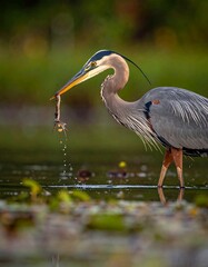 Fototapeta premium Heron wading in shallows, catching prey