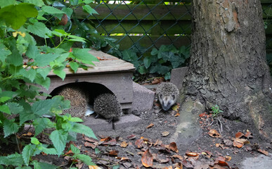 a hedgehog family with babies exploring a feeding station next to a tree trunk in a garden