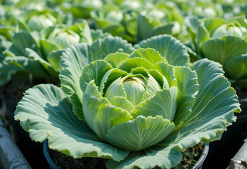 Close-up of healthy green cabbage heads growing in pots under daylight