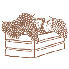 Line Art of Grape in Crate Illustration. Hand-Drawn Doodle.