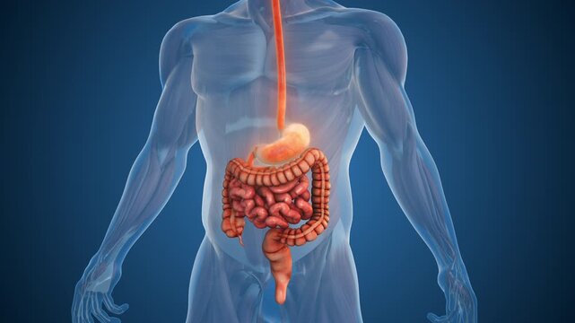 Internal Body Anatomy Showing Human Digestive System Organs